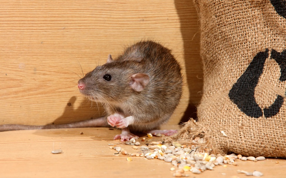 rat-exterminator-in-Sydney