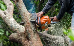 tree-trimming-in-New-Market