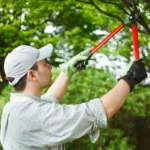 Tree Pruning: Timing, Techniques, and Benefits for Healthy Growth