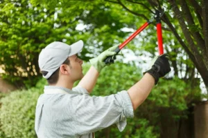 tree-trimming-Dallas